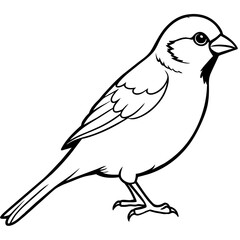 sparrow line art vector
