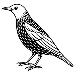 starling line art vector