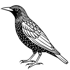 Naklejka premium starling line art vector