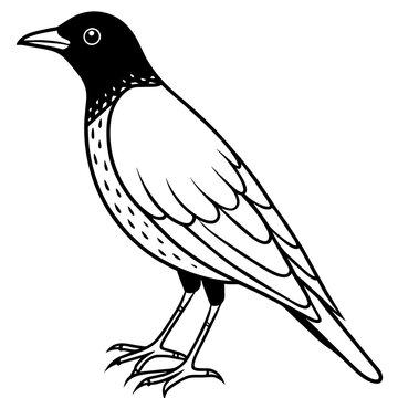 recommend clip art: starling line art vector