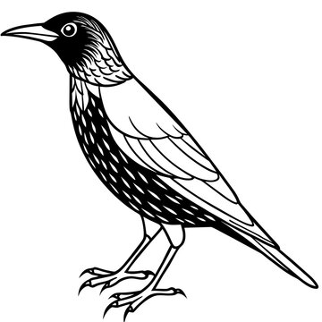 recommend clip art: starling line art vector