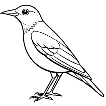 recommend clip art: starling line art vector