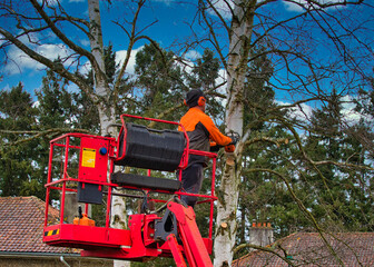 Pruner on cherry picker cutting tree in the air