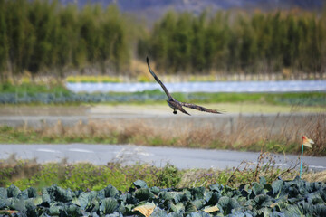 ネズミを捕まえて飛んでいくノスリ