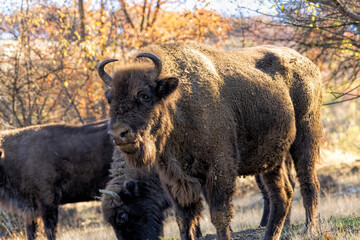 European Bison reintroduced on the Balkans
