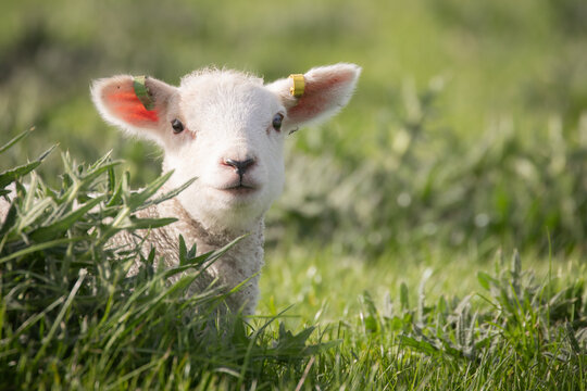 little lamb 