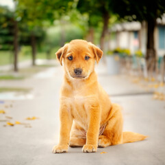 golden Labrador Retriever puppy poses against a pristine white b