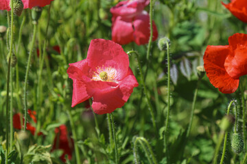 Blooming red poppies in the field.