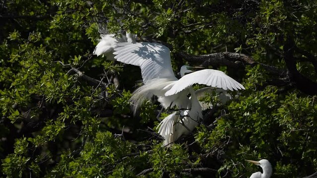 Two Great Egret Fight and one got lost and fly away