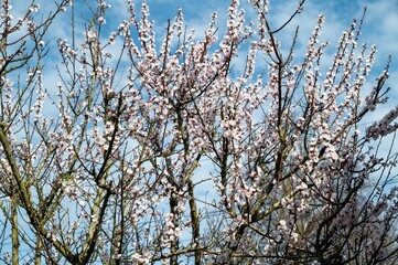 white blossoms of apricot tree