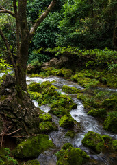 Fototapeta na wymiar Forest stream