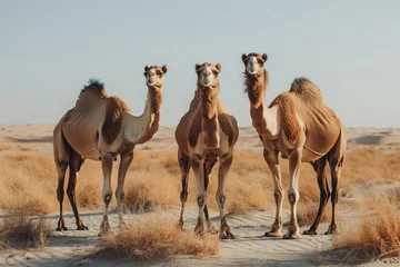 Fotobehang Camels in the Desert © Pure Imagination