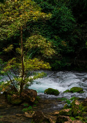 Fototapeta na wymiar Forest stream