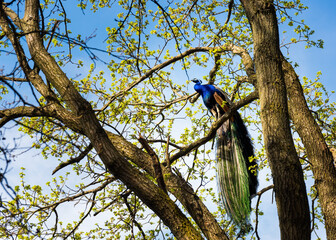 Peacock perching on oak tree branch - 779381875