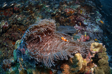 Anemone fish live at sea anemone in coral reef photography in deep sea in scuba dive explore travel activity underwater with blue background landscape in Andaman Sea, Thailand