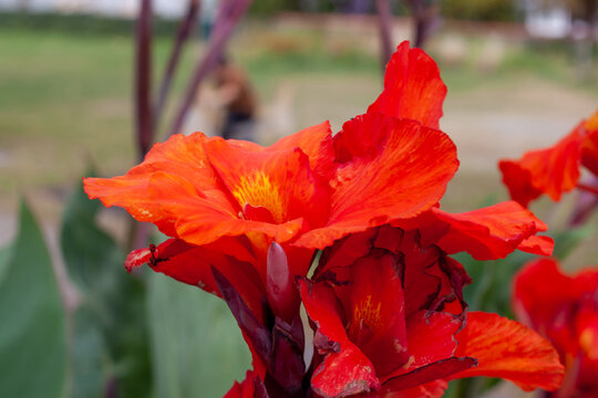 Canna indica, commonly known as Indian shot