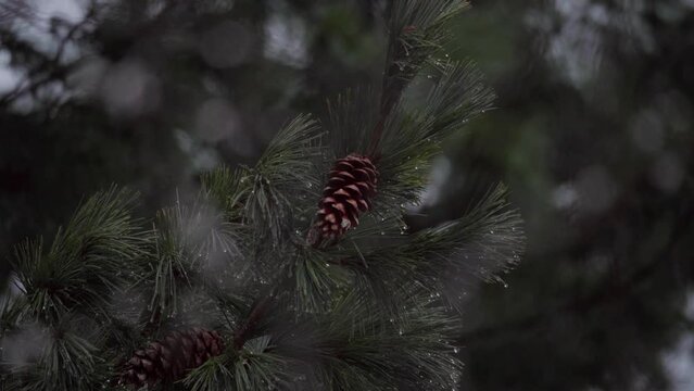 Thawing Snow Dripping From Pine Tree Needles With Pine Cones. closeup shot