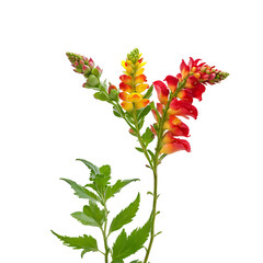 Snapdragon Flower in PNG format with transparent background