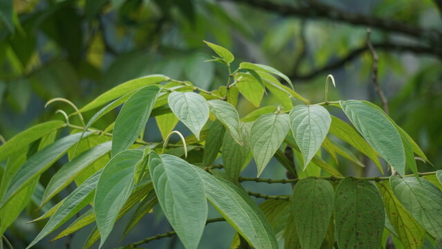 Sirih hutan (sirihan, piper aduncum, spiked pepper, spiked pepper, matico). This plant was used for stopping hemorrhages and treating ulcers