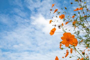 Flowers and sky cutting clouds - 779387697