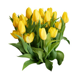 Natural spring flowers yellow tulips isolated on transparent background
