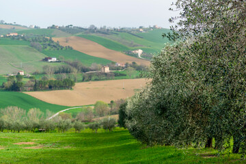 Terrain vallonné dans la région des Marches en Italie