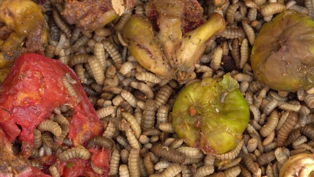 Black soldier fly larvae on food waste. Black soldier fly larvae used for composting household food scraps and agricultural waste products
