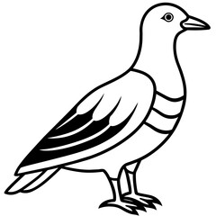    Bird vector illustration with line art.