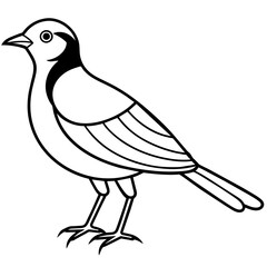    Bird vector illustration with line art.
