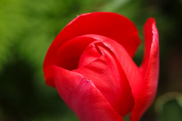 艶やかな赤いチューリップの花をシックな質感撮影（黒と緑のボケ背景、自然光＋ストロボ、マクロ接写撮影） - obrazy, fototapety, plakaty