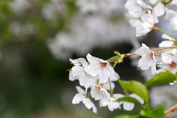 極淡紅色と白花ソメイヨシノの花枝（自然光＋ストロボ、マクロ接写撮影）