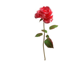 A single rose in the transparent background