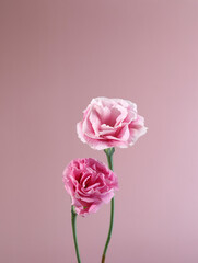 pink flowers
