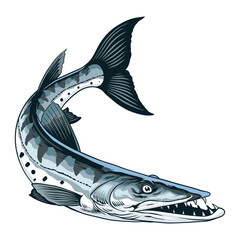 Illustration of Barracuda Fish in Vintage Style