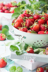 Ripen fresh strawberries in light green color metal colander on table with strawberries and leaves around in white background, fresh homegrown  berries served to eat, fresh fruit and food concept - obrazy, fototapety, plakaty