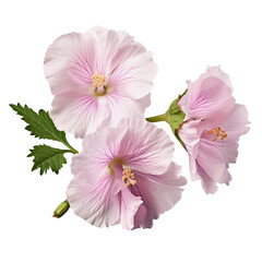 Pink Marshmallow or Althaea officinalis flower isolated on white background