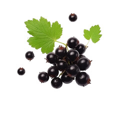 Black currant berry with green leaf isolated on white background