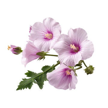 Marshmallow (Althaea officinalis) flower isolated on white background