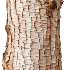 Brown bark isolated on a white background. Nature  texture
