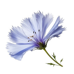 Blue chicory flowers isolated on the white background with clipping path - obrazy, fototapety, plakaty