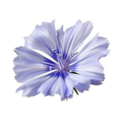 Blue chicory flowers isolated on the white background with clipping path