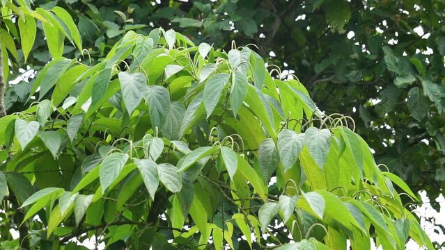 Sirih hutan (sirihan, piper aduncum, spiked pepper, spiked pepper, matico). This plant was used for stopping hemorrhages and treating ulcers