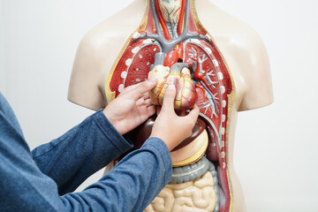 Asian student learning with human body model in anatomy biology in classroom at high school.