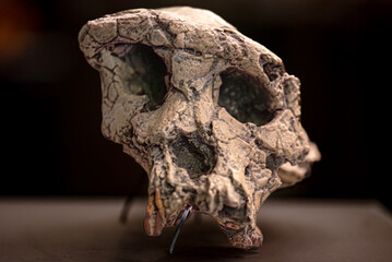 Sahelanthropus tchadensis is an extinct species of the hominid dated to about 7 million years ago - 779402422