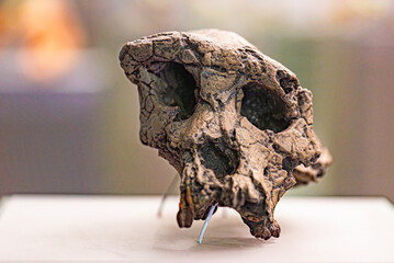 Sahelanthropus tchadensis is an extinct species of the hominid dated to about 7 million years ago - 779402432