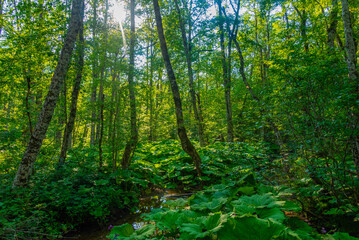 Obraz premium Biogradska Gora national park in Montenegro