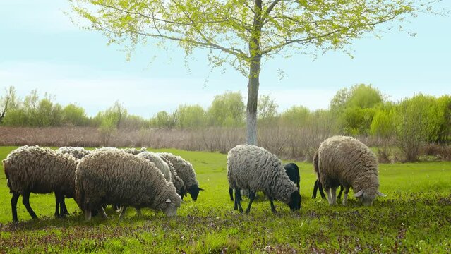 This captivating image captures the serene beauty of sunlit meadows where sheep graze peacefully, creating a picturesque scene of rural life.