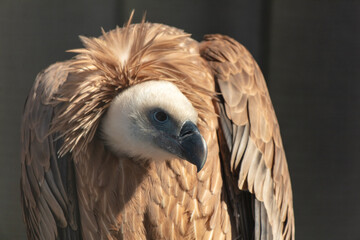 Portrait of a vulture at the zoo