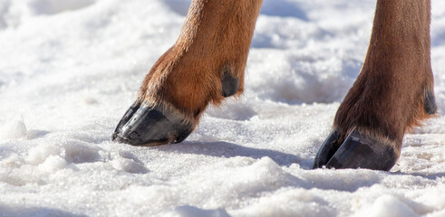 Deer hooves on white snow. Close-up © schankz