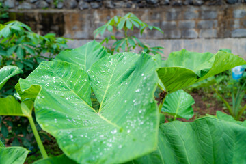 taro leaf with dew drops